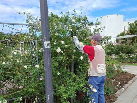 育種家花園志工修剪身影。（圖片來源：臺北市政府工務局公園路燈工程管理處）