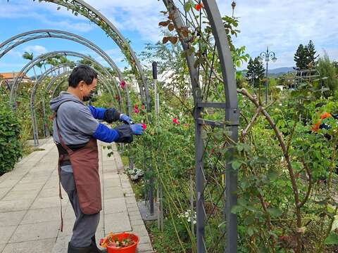 五彩玫瑰區志工修剪身影。（圖片來源：臺北市政府工務局公園路燈工程管理處）