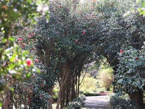 茶花盛放，形成迷人的冬日花卉隧道。（圖片來源：臺北市政府工務局公園路燈工程管理處）