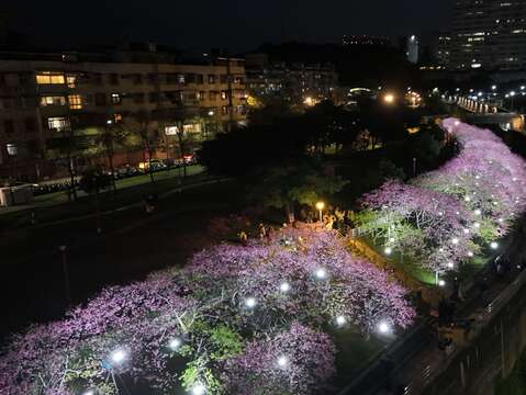 「樂活夜櫻季」夜間櫻花綻放，打造如詩如畫的夢幻景色。（圖為2025樂活夜櫻季資料照（圖片來源：臺北市政府觀光傳播局）