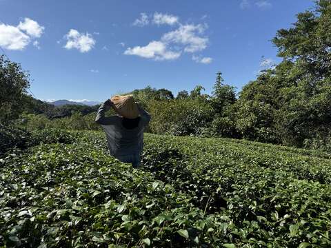 Come to see the new look of Nangang Tea Mountain.