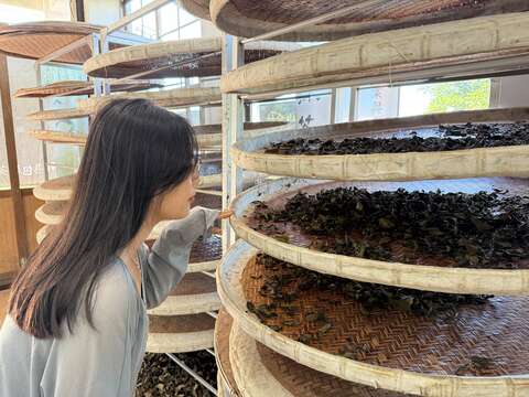 Come to see the new look of Nangang Tea Mountain.