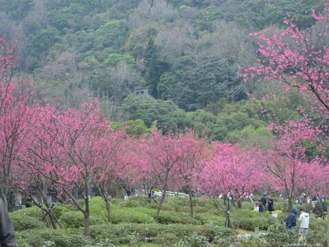 陽明公園櫻花盛開（圖片來源：臺北市政府工務局公園路燈工程管理處）