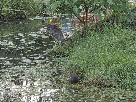 大安森林公園內擁有豐富多樣的自然生態（圖片來源：臺北市政府工務局公園路燈工程管理處）