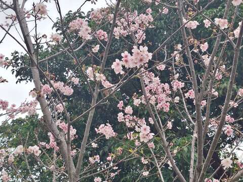 大漁櫻預計於2月中旬至3月上旬達到最佳賞花期（圖片來源：臺北市政府工務局公園路燈工程管理處）
