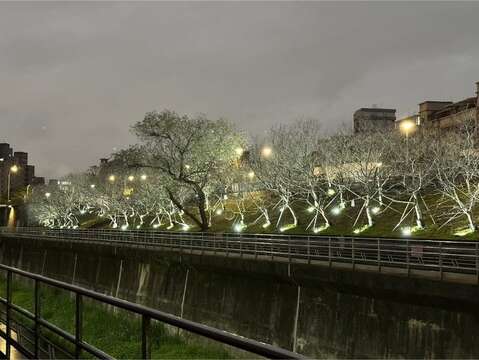 幻想的な夜桜に酔いしれる「楽活夜桜祭」