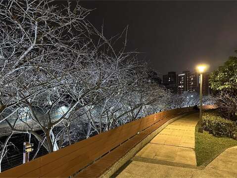 幻想的な夜桜に酔いしれる「楽活夜桜祭」