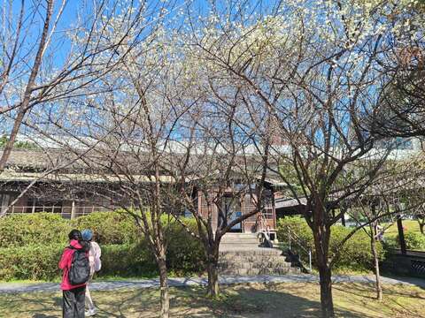 梅が見ごろに 逸仙公園や奇岩公園で春を告げる