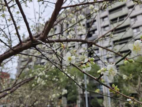 梅が見ごろに 逸仙公園や奇岩公園で春を告げる