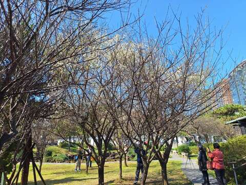 梅が見ごろに 逸仙公園や奇岩公園で春を告げる