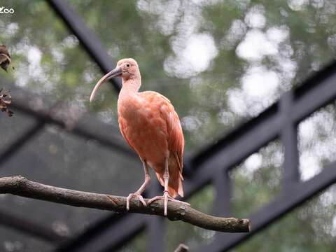 活動場加入新室友紅鵲混群。（圖片來源：臺北市立動物園）