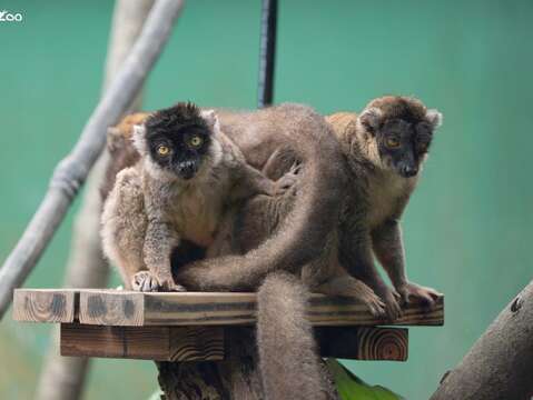 褐狐猴會窩在一起互相理毛。（圖片來源：臺北市立動物園）