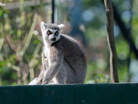 環尾狐猴利用棧架上的空間活動。（圖片來源：臺北市立動物園）