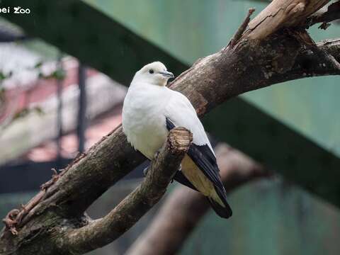 另外一種新室友是黑袖鶴。（圖片來源：臺北市立動物園）