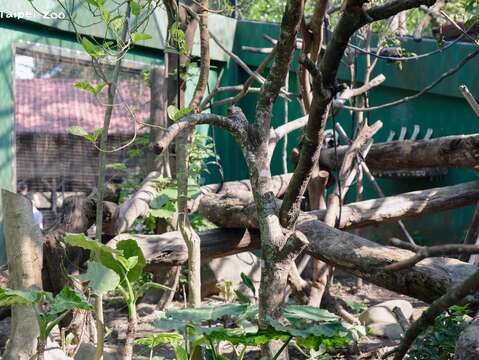 狐猴活動場布置複雜的棧木讓動物攀爬。（圖片來源：臺北市立動物園）