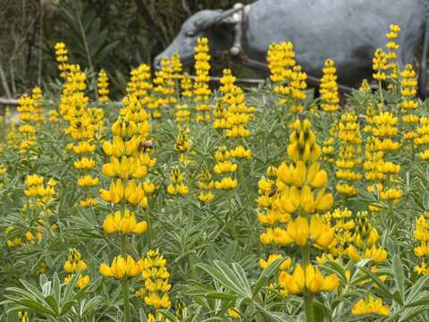 魯冰花況（圖片來源：臺北市政府工務局大地工程處）