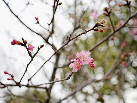 公園既有山櫻花也陸續綻放中（圖片來源：臺北市政府工務局衛生下水道工程處）