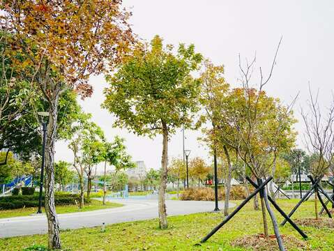 公園楓香樹與新植富士櫻林（圖片來源：臺北市政府工務局衛生下水道工程處）
