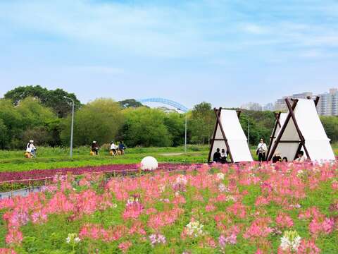 古亭河濱公園 醉蝶花繽紛盛開（圖片來源：臺北市政府工務局水利工程處）