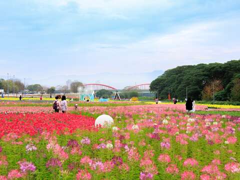 古亭河濱花海 賞花到今年3月底（圖片來源：臺北市政府工務局水利工程處）