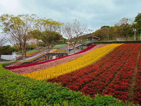 三層崎花海,坡地地形結合繽紛色彩,吸引民眾前來合影。(圖片來源:臺北市政府工務局公園路燈工程管理處)