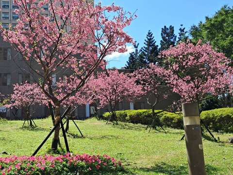 市府周邊櫻花盛開。（圖片來源：臺北市政府工務局公園路燈工程管理處）