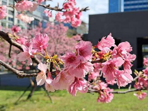 市府周邊櫻花盛開近照。（圖片來源：臺北市政府工務局公園路燈工程管理處）
