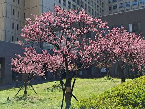市府周邊櫻花盛開-側拍。（圖片來源：臺北市政府工務局公園路燈工程管理處）