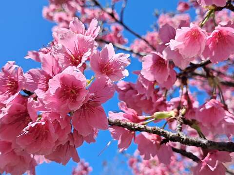 市府周邊櫻花盛開近照-美麗櫻花。（圖片來源：臺北市政府工務局公園路燈工程管理處）
