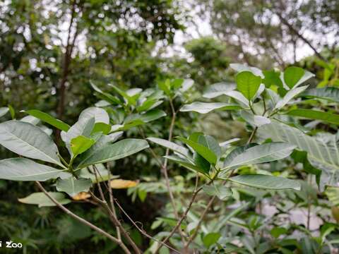 蘭嶼馬蹄花夏秋之際會結出橘色果實。（圖片來源：臺北市立動物園）