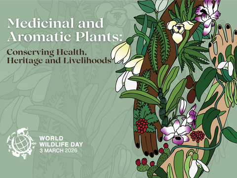 2026世界野生動植物日主題海報，呼應今年藥用與芳香植物的主題（Ms Hannah Payet設計）（圖片來源：臺北市立動物園）