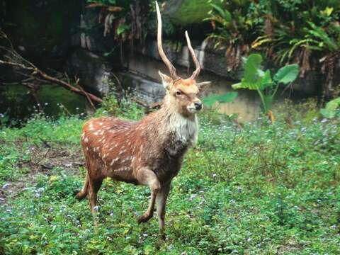 P20-23 漫遊-1@台北市立動物園-春日氣溫回暖,梅花鹿迎來換毛的季節,遊客可欣賞牠們煥然一新的可愛模樣。
