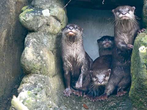 P32-35-寫真-2@台北市立動物園-水獺手足在岩洞口好奇張望。