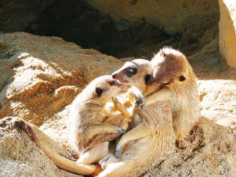 P32-35-寫真-3@台北市立動物園-狐獴在陽光灑落的沙地上互相擁抱。