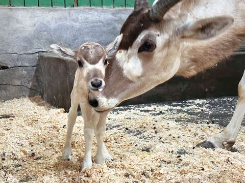 P32-35-寫真-5@台北市立動物園-弓角羚羊溫柔貼近新生幼兒。