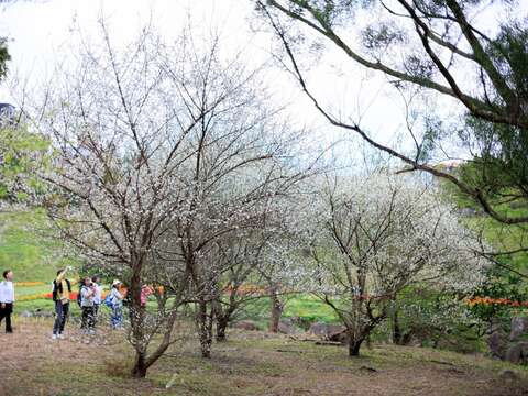 Taipei City's Riverside Blooms in Celebration of Spring Happy Chinese New Year of the Horse