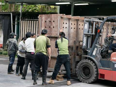 在保育員和獸醫們合力搬運護送下，蒙古野馬順利遷移到新環境。（圖片來源：臺北市立動物園）