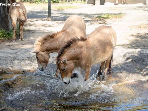 目前仍有部分蒙古野馬居住在溫帶動物區原本的空間。（圖片來源：臺北市立動物園）