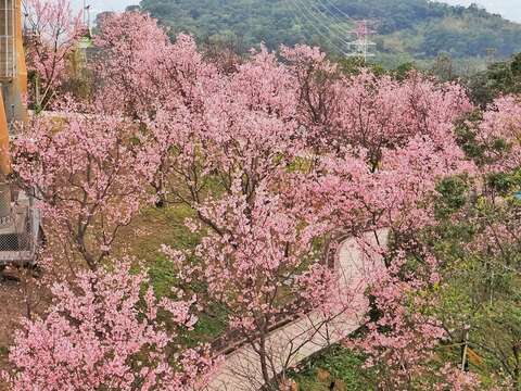 로빙화 시즌 폐막, 즈난 벚꽃 시즌 개막