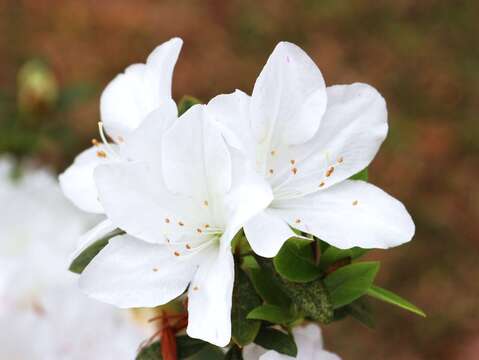 白琉球杜鵑是整片豔麗杜鵑花海中的獨特存在，白色花瓣中、花心帶有青黃色斑點。（圖片來源：臺北市政府工務局公園路燈工程管理處）