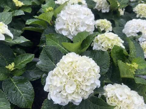純白色的「ICE BOY」繡球花，您在杜鵑花心可以找到他的蹤跡（圖片來源：臺北市政府工務局公園路燈工程管理處）