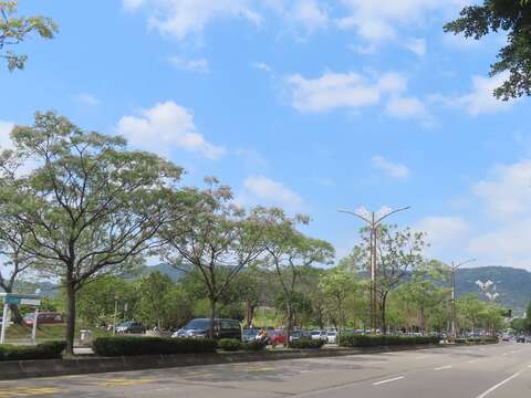 天氣好來觀賞苦楝樹（圖片來源：臺北市政府工務局公園路燈工程管理處）