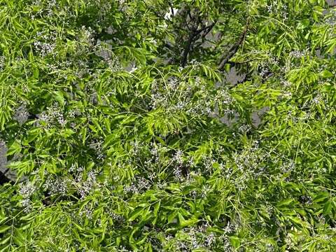 苦楝花在大地回暖時悄悄綻放（圖片來源：臺北市政府工務局公園路燈工程管理處）