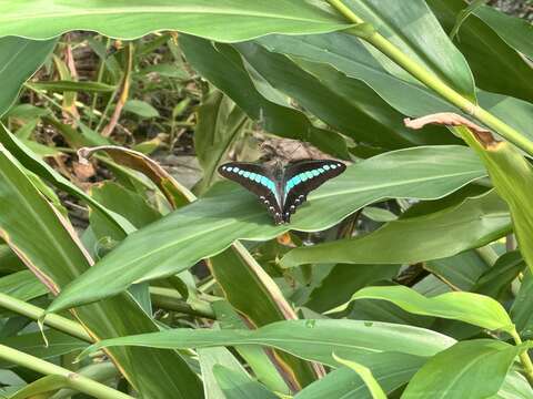 公園內也還有許多生態小精靈等著大家發掘（圖片來源：臺北市政府工務局公園路燈工程管理處）