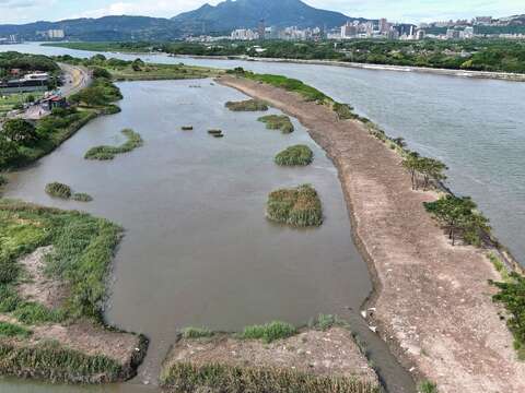 改善後高潮位營造陸島供水烏停棲（圖片來源：臺北市政府工務局水利工程處）
