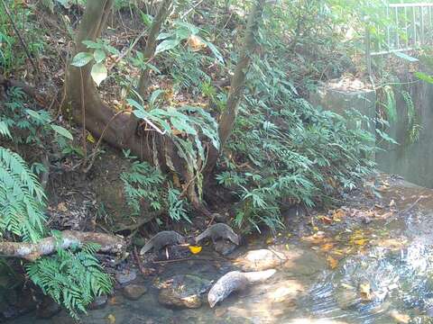 From “Concrete Ditch” to “Ecological Corridor”: One Year After the Zhinan River Bank Restoration Project, Results Shine as the Endangered Yellow-margined Box Turtle Reappears