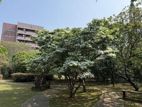 潔白如雪的流蘇花輕盈綻放,細緻花絲隨風搖曳如霧如煙,為空間增添一抹清新（圖片來源：臺北市政府工務局公園路燈工程管理處）