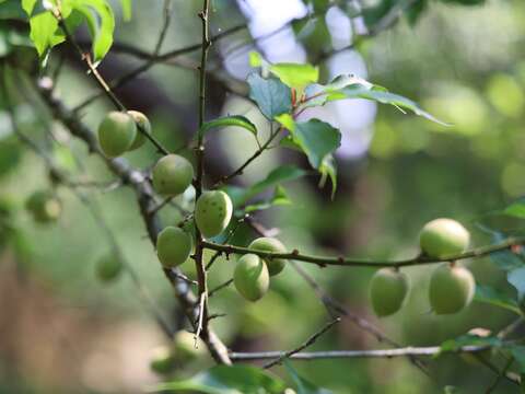 一抹青綠,是春天最清新的顏色（圖片來源：臺北市政府工務局公園路燈工程管理處）