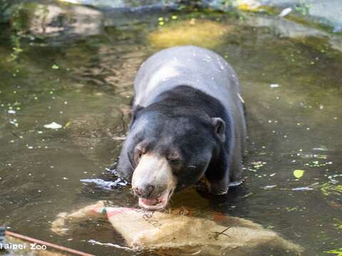 馬來熊熊霸泡水（攝於臺北市立動物園）（圖片來源：臺北市立動物園）
