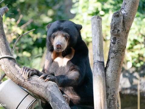 馬來熊小熊妹爬樹（攝於臺北市立動物園）（圖片來源：臺北市立動物園）